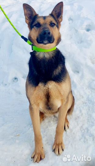 Немецкая овчарка 3года, метис девочка