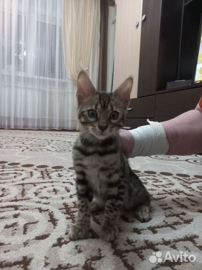 Бенгальская