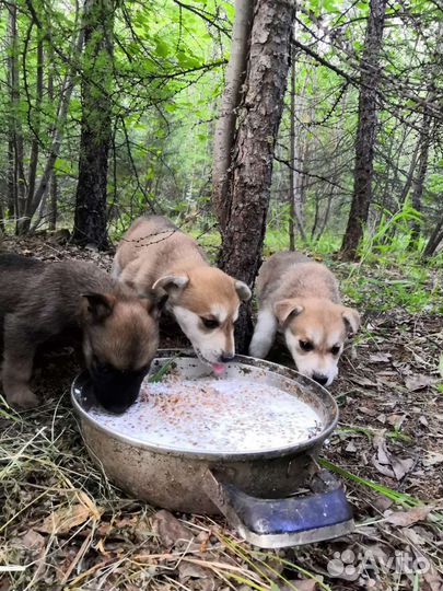 Собака в добрые руки отдам бесплатно
