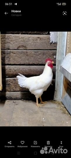 Молодые петушки