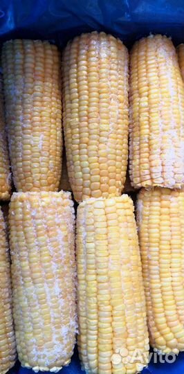 Кукуруза в початках