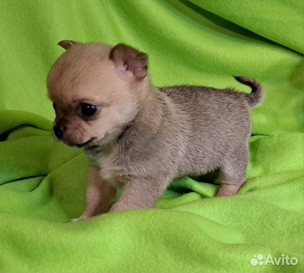 Милашка Келли