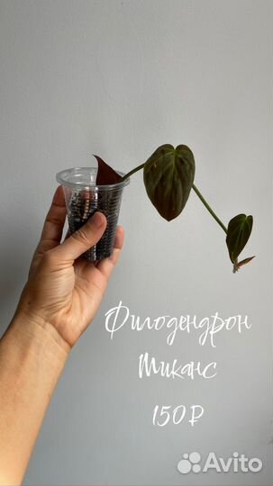 Филодендрон миканс, драцена, сингониум арроу