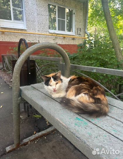 Кошке без глаза нужна помощь