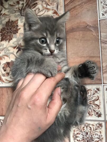 Красивые котята