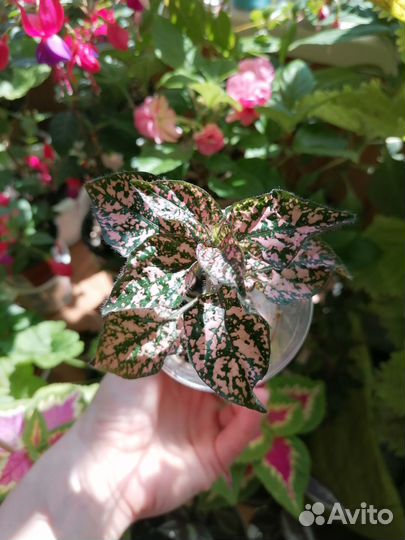 Традесканция