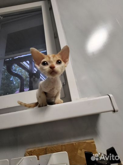 Котята девон-рекс