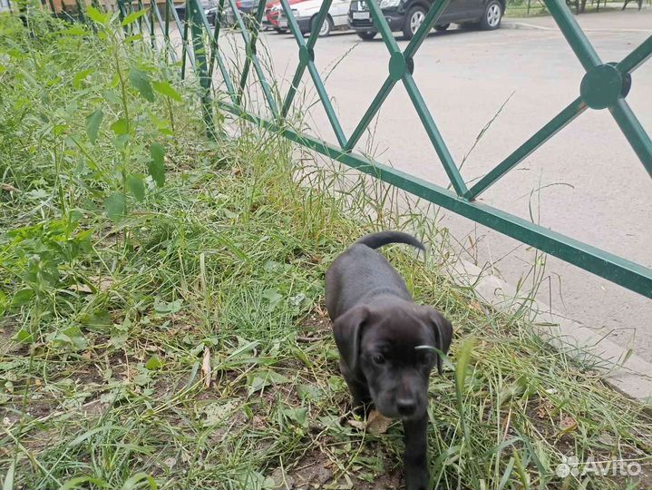 Щенки пидбуля