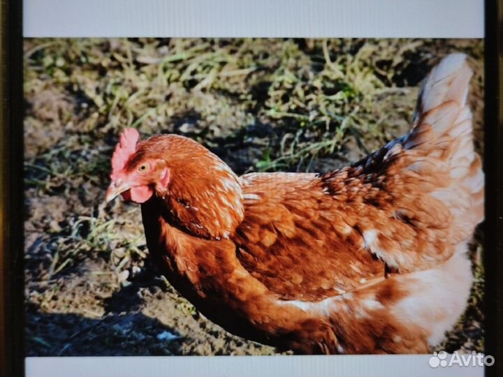 Куры несушки с доставкой