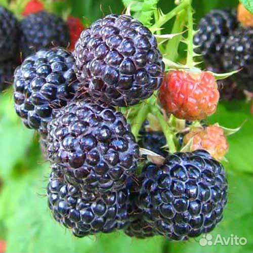 Саженцы малины