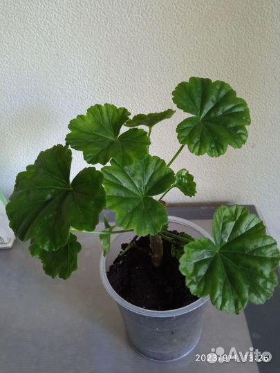 Пеларгония герань Deniz