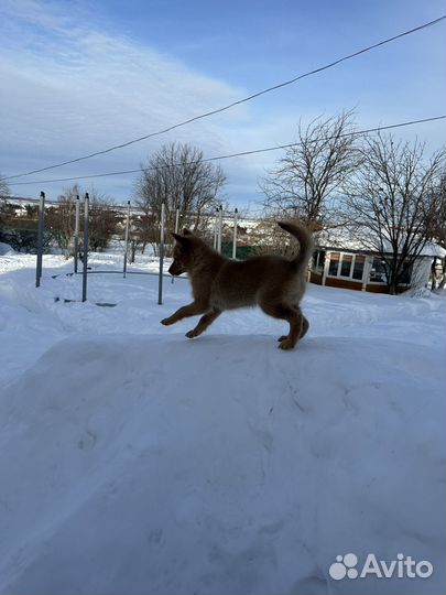Продается щенок карело-финской лайки