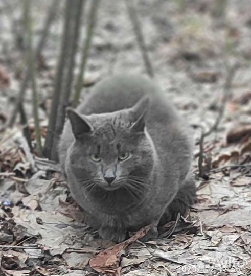 Кот ищет хозяина