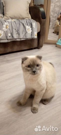 Веслоухий кот