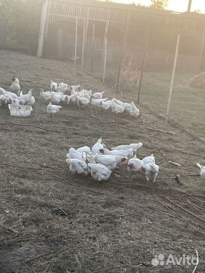 Куры несушки