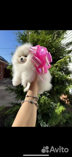 Щенки шпица мини мишка