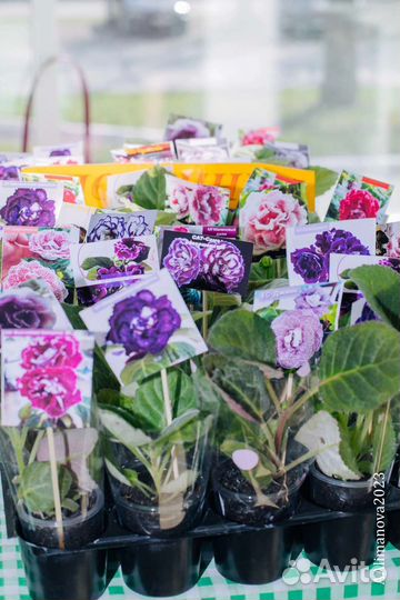 Выставка цветов в Магнитогорске