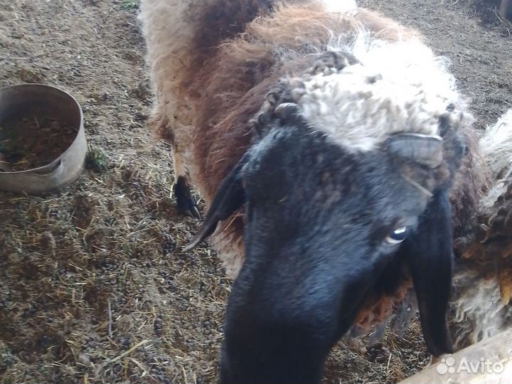 Баран на племя