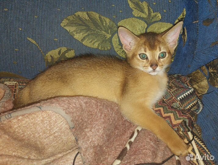 Абиссинский кот