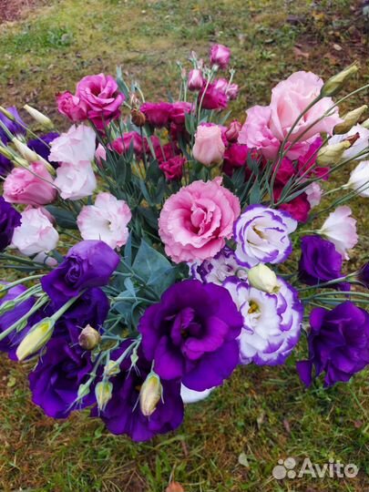 Цветы эустома