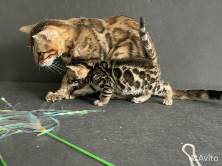 Бенгальские котята