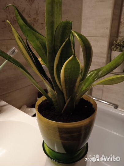 Сансевиерия сортовая