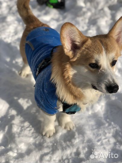 Одежда для собак(Худи для собак флисовое)