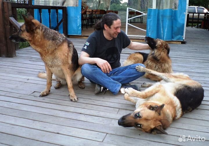 Дрессировка собак