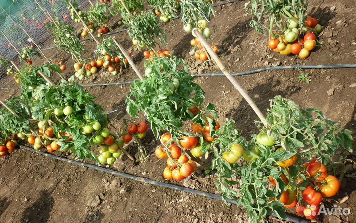 Рассада капуста, помидора, перец (все по 10)