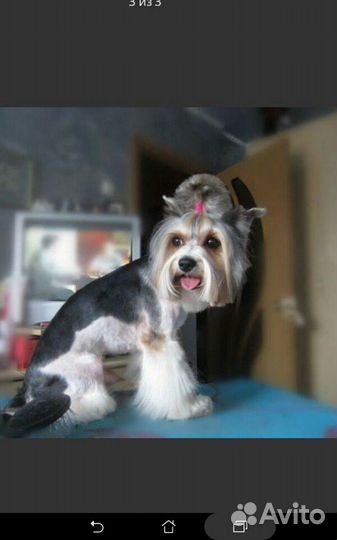 Стрижка, груминг собак Брянск (йорк, пекинес, шпиц