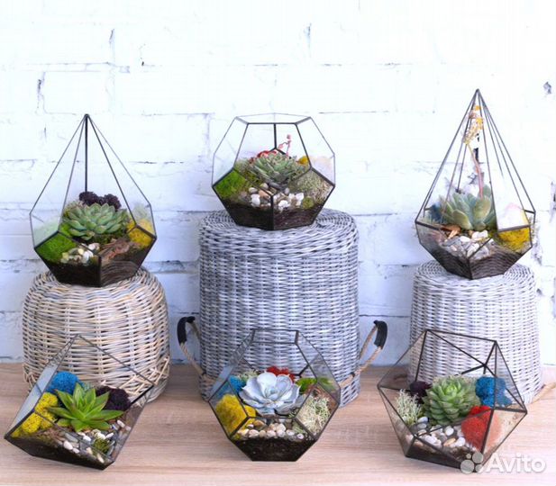 Комнатные растения