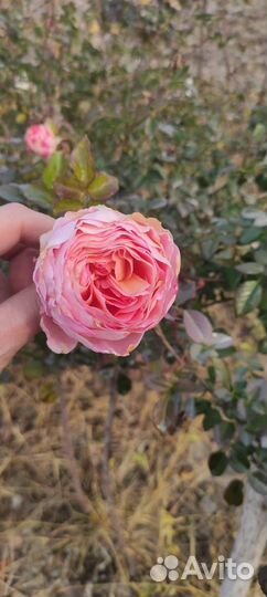 Роза на штамбе