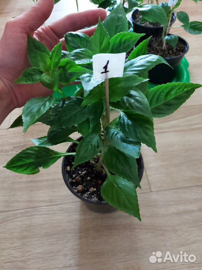 Бальзамин розенбудный (огонёк, мокрый Ванька)