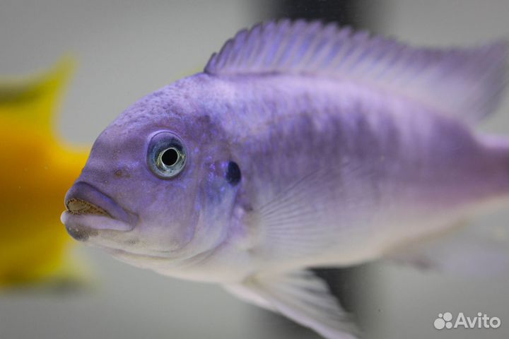 Еллоу и Голубая зебра