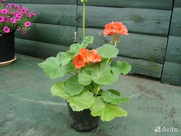 Продам пеларгонию