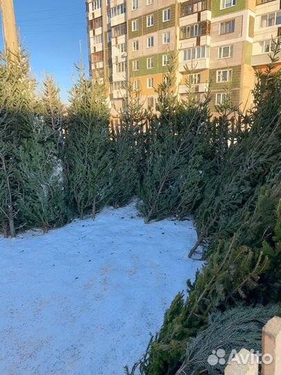 Пихта Новогодняя