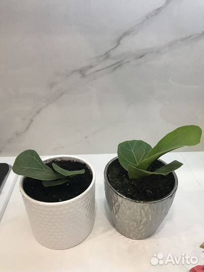 Фикус Лирата бамбино