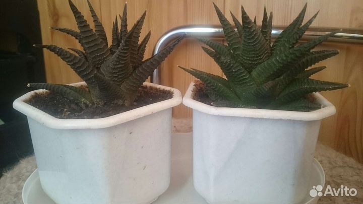 Цветочные горшки