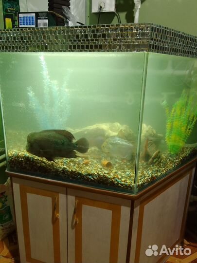 Аквариумные рыбки