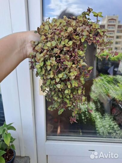 Каллизия. Разные. Неприхотливая красота