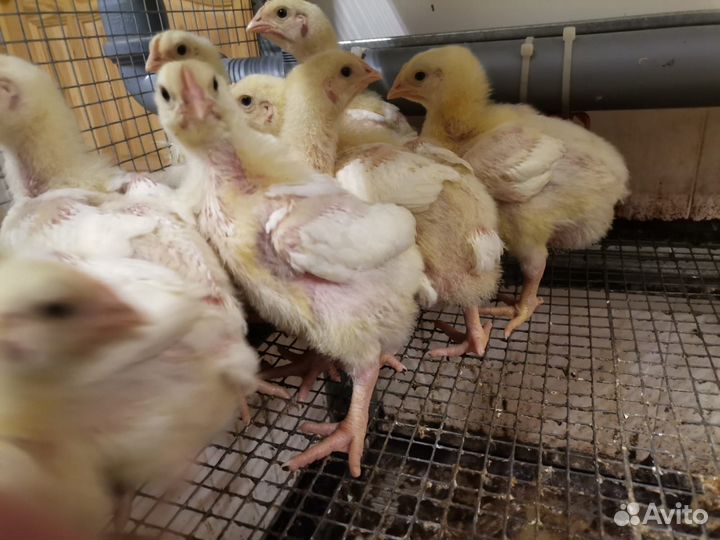 Цыплята бройлеры подрощенные