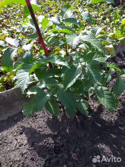 Орех грецкий районированный