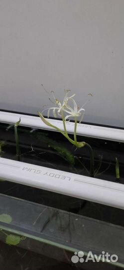 Кринум волнистый