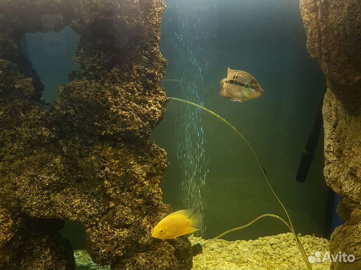 Аквариумные рыбки милеусы и др