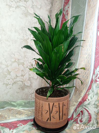 Драцена Фрагранс