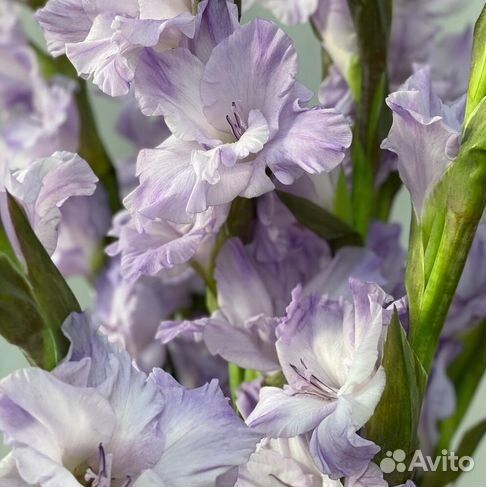 Гладиолусы / Букет / Доставка цветов