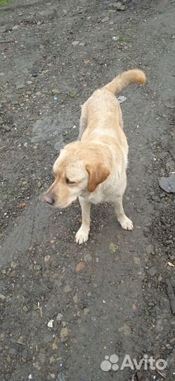 Найдена собака