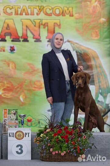 Подготовка к выставкам.Хендлер