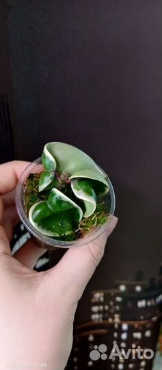 Хойя компакта регалис