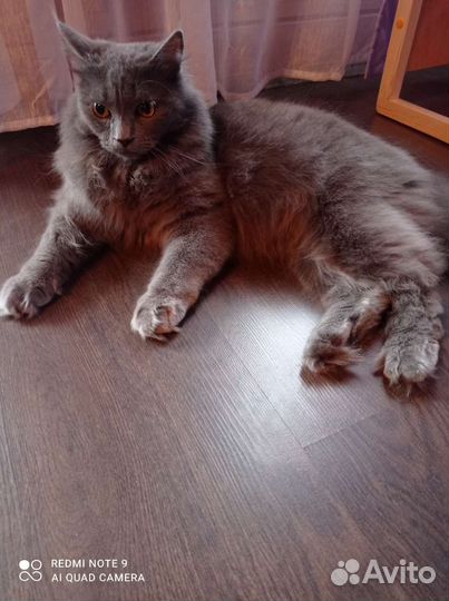 Котята сибирской кошки